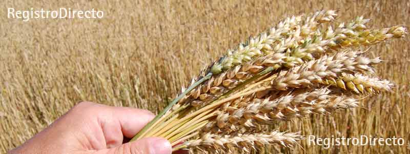 El derecho de usufructo en Registro de la Propiedad